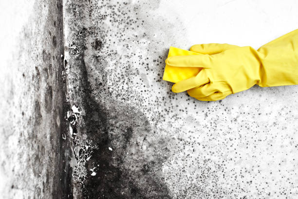 Best Mold Testing  in Overland, MO