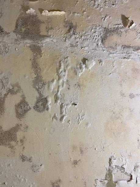 Best Mold Remediation  in Overland, MO
