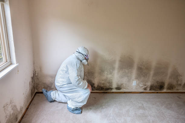 Best Emergency Mold Removal  in Overland, MO