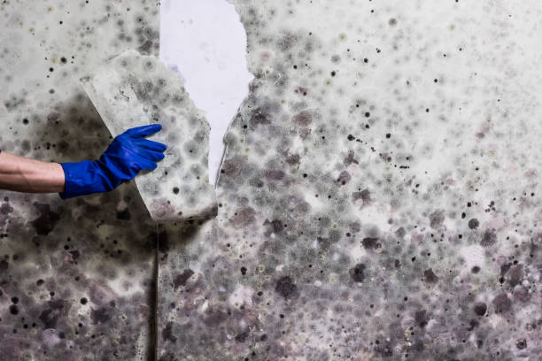 Professional Mold Removal in Overland, MO