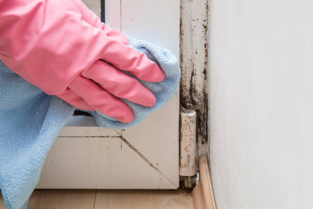 Mold Removal Process in Overland, MO